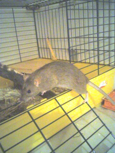 meine ratten =) - 