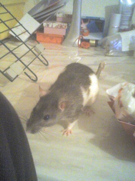 meine ratten =) - 