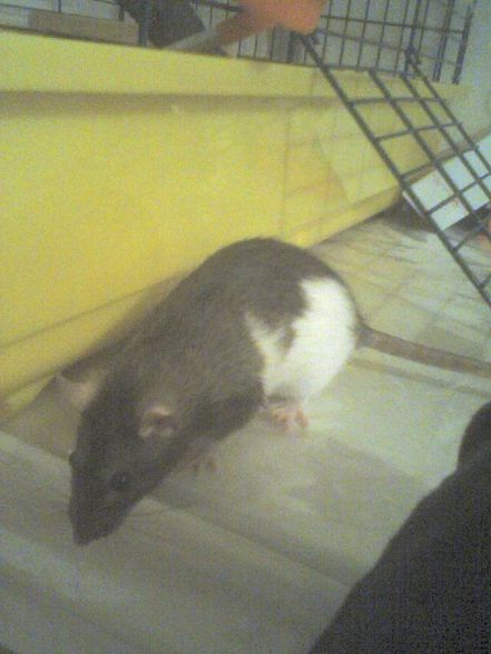 meine ratten =) - 