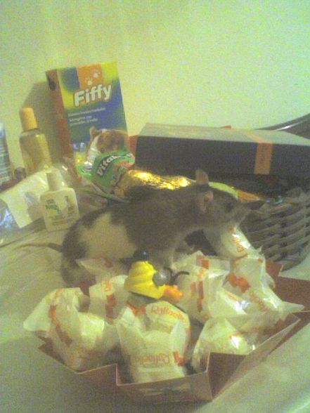 meine ratten =) - 