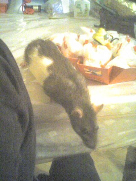 meine ratten =) - 