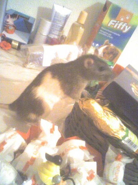 meine ratten =) - 