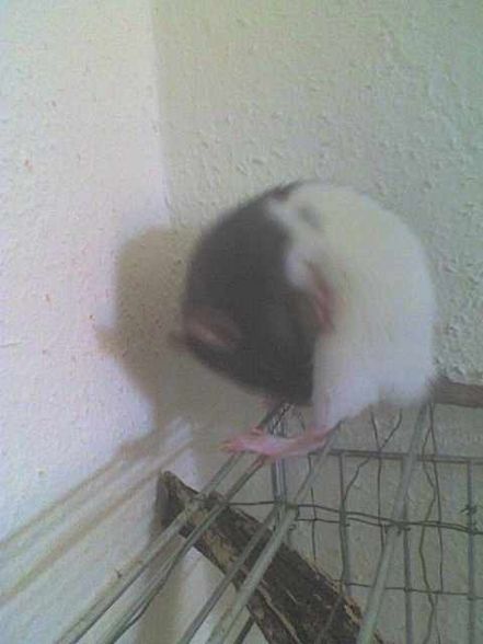 meine ratten =) - 