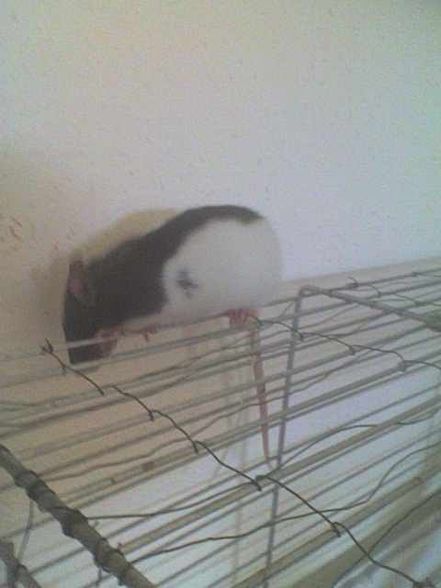 meine ratten =) - 