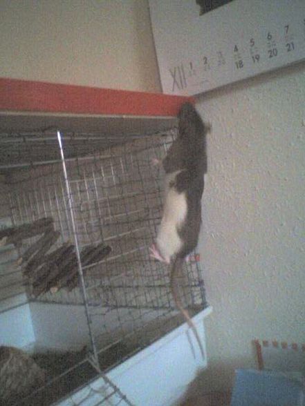 meine ratten =) - 