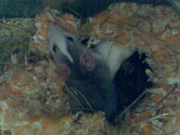 meine Ratten =) sweeties =) - 