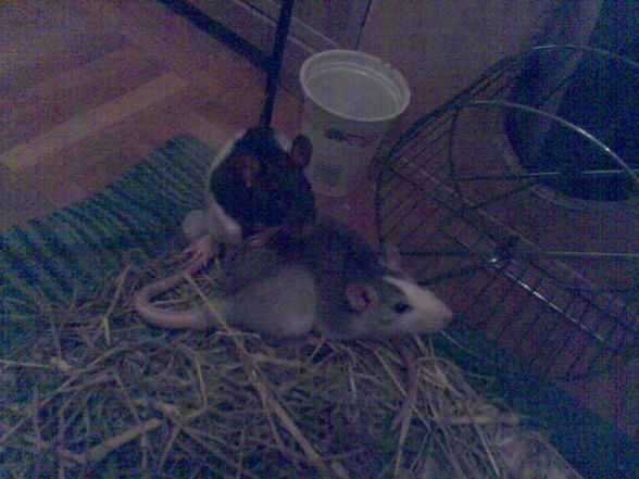 meine Ratten =) sweeties =) - 