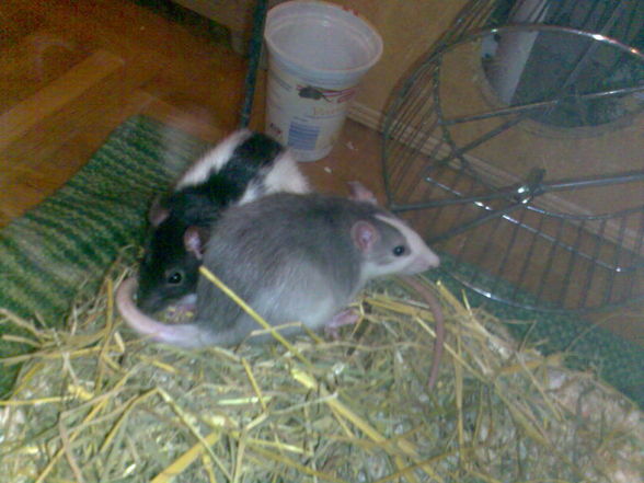 meine Ratten =) sweeties =) - 