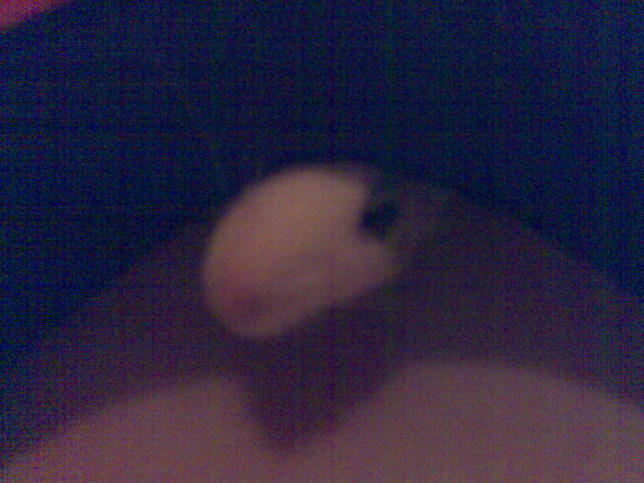 meine Ratten =) sweeties =) - 