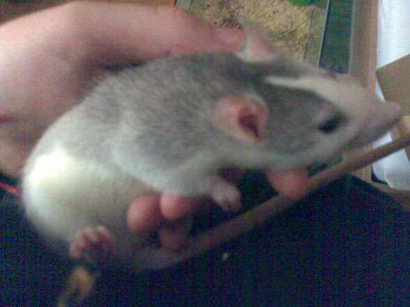 meine Ratten =) sweeties =) - 