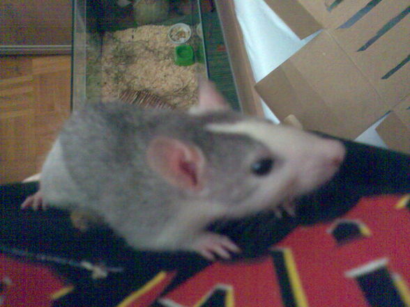 meine Ratten =) sweeties =) - 