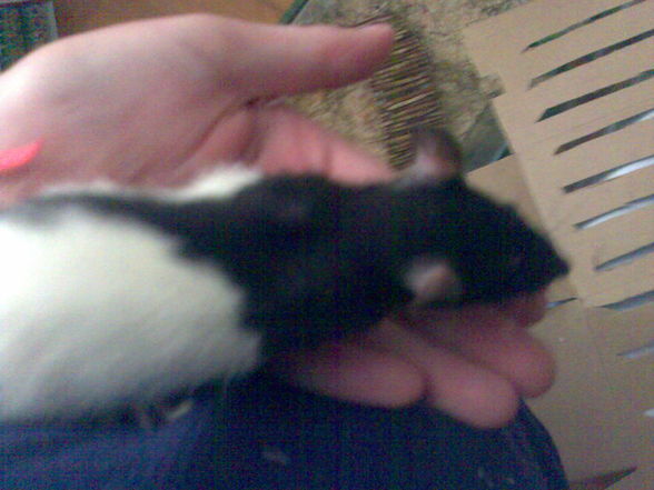 meine Ratten =) sweeties =) - 