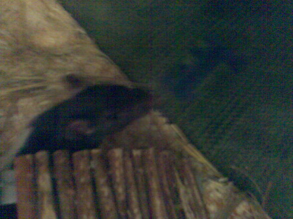 meine Ratten =) sweeties =) - 