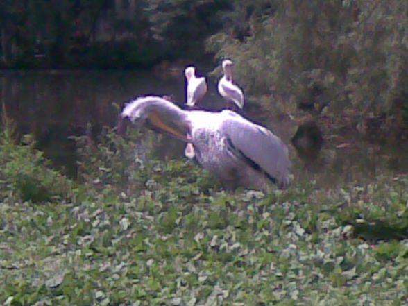 Tierpark Schmiding - 