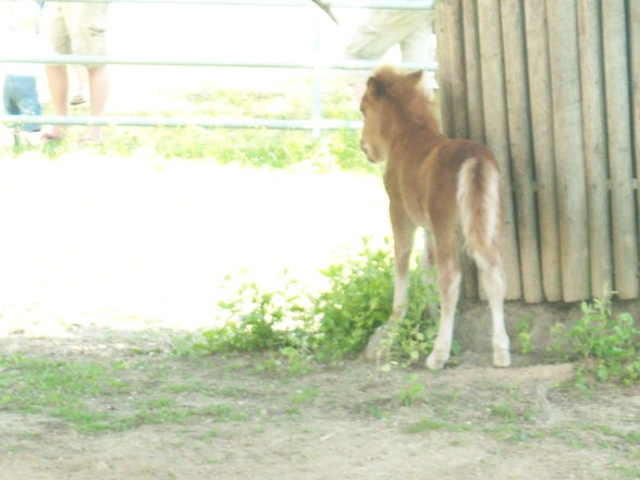 Im Tierpark Walding ( 21.05.20011) - 