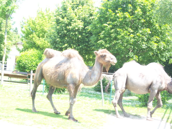 Im Tierpark Walding ( 21.05.20011) - 