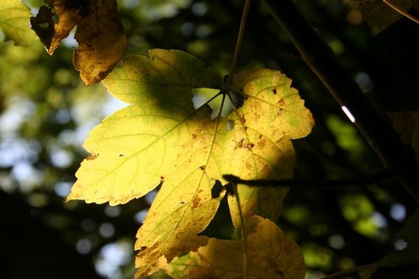 HerbstAllerlei :) - 