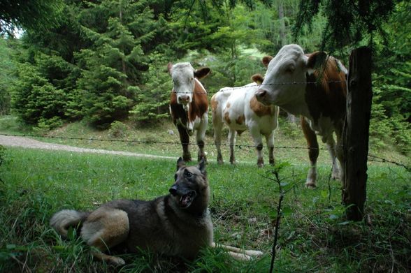 Unsere Mädels Nala & Kiara &Lucy - 