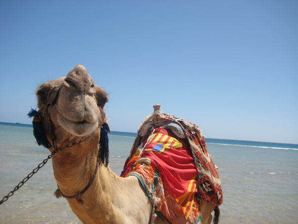 urlaub hurghada - 