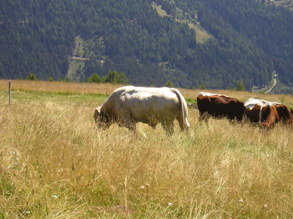 Urlaub in Kärten 07 - 