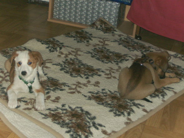 Unsere Hunde Ella und Cindy - 