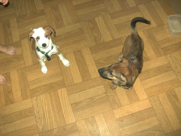 Unsere Hunde Ella und Cindy - 