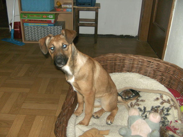 Unsere Hunde Ella und Cindy - 