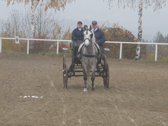 Vereinsmeisterschaft Fahren 8.11.2008 - 