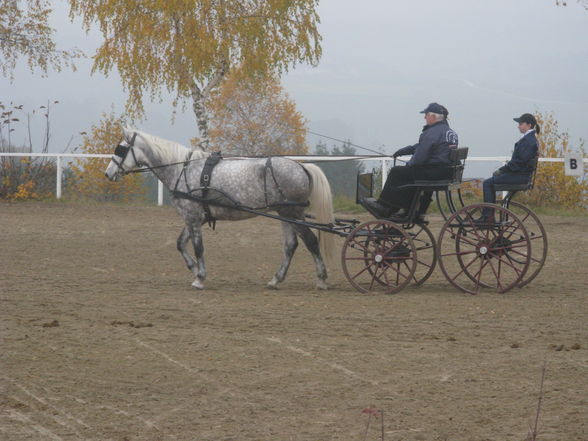 Vereinsmeisterschaft Fahren 8.11.2008 - 