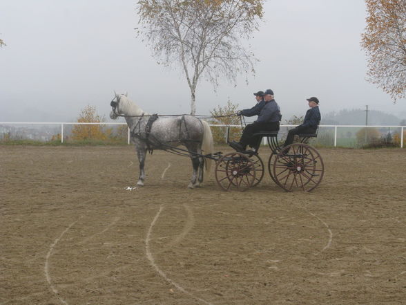 Vereinsmeisterschaft Fahren 8.11.2008 - 