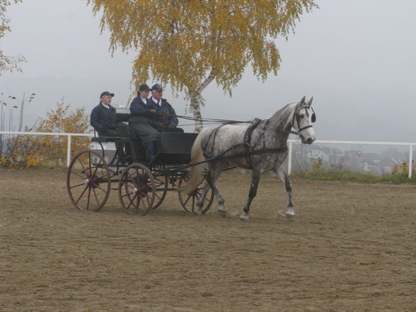 Vereinsmeisterschaft Fahren 8.11.2008 - 