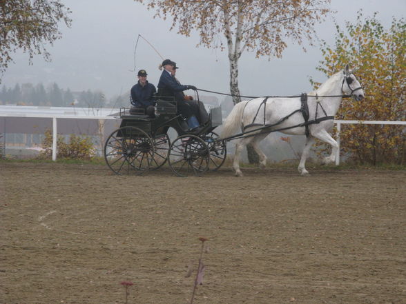 Vereinsmeisterschaft Fahren 8.11.2008 - 