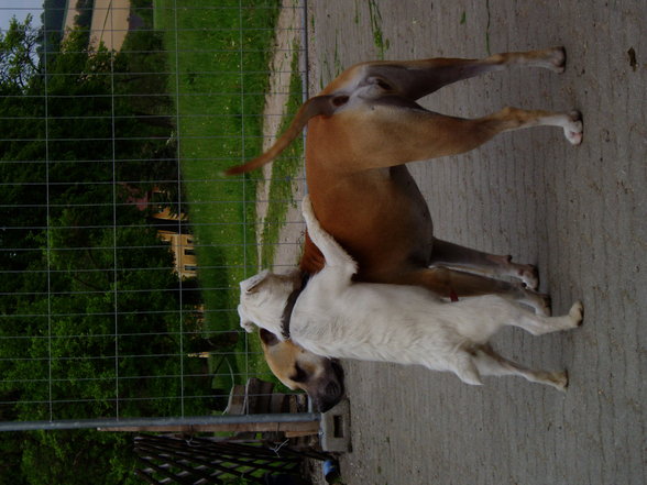 Hunde einmal grauslig:)  !!!! - 