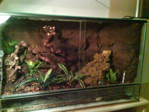 Mein Terrarium - 