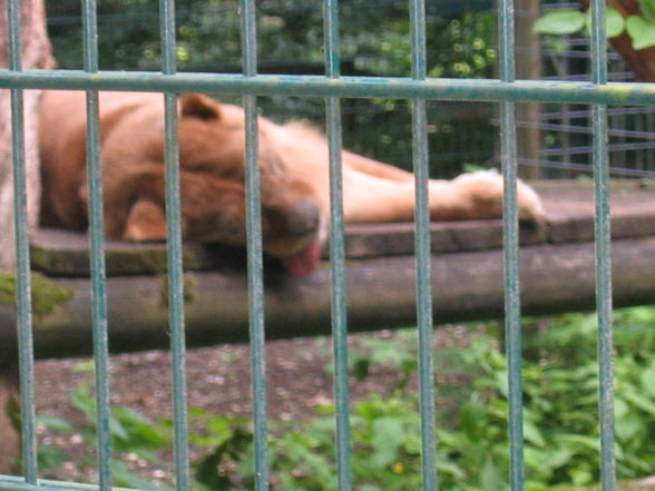 Tierpark Haag! - 