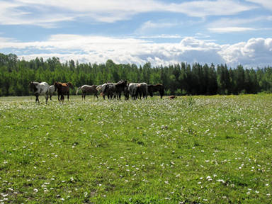 Canada - Sommer 2005 - Teil 1 - 