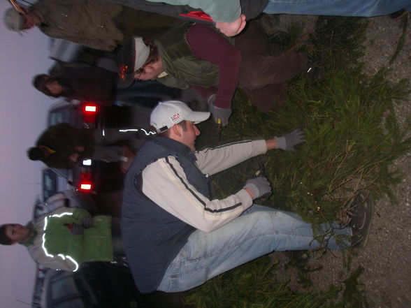 Maibaum 2008 - 