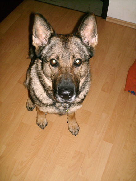 Unser Hund!!!!  - 