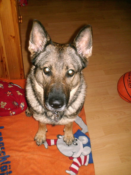 Unser Hund!!!!  - 