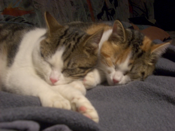 Katzen - 