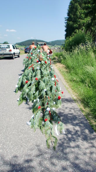 Maibaum zruck bringa  - 