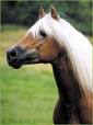 Haflinger - 