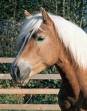 Haflinger - 