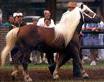 Haflinger - 