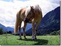 Haflinger - 