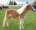 Haflinger - 