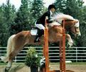 Haflinger - 