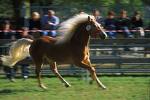 Haflinger - 