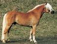 Haflinger - 