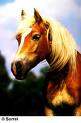 Haflinger - 